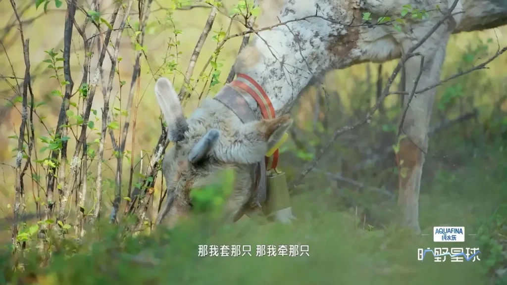 【3選】森の妖精と過ごした奇跡の3日間～人気番組『荒野プラネット』が届ける心温まる鹿との共生体験
