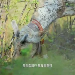 【3選】森の妖精と過ごした奇跡の3日間～人気番組『荒野プラネット』が届ける心温まる鹿との共生体験